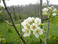 La Flore des pyrénées